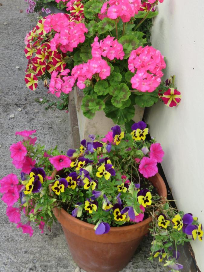Little Orchard Apartment Pont Yates Exterior foto